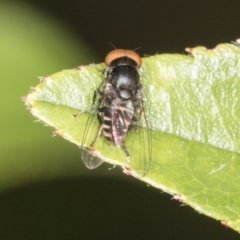 Platypezidae (family) (Unidentified platypezid fly) at Higgins, ACT - 27 Dec 2021 by AlisonMilton