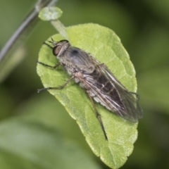 Anabarhynchus sp. (genus) (Stiletto Fly (Sub-family Therevinae)) at Higgins, ACT - 27 Dec 2021 by AlisonMilton