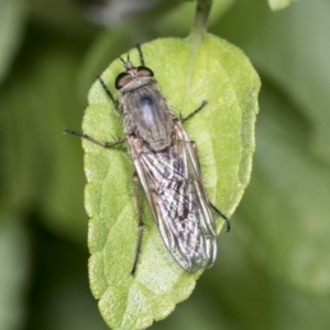 Anabarhynchus sp. (genus) at Higgins, ACT - 27 Dec 2021