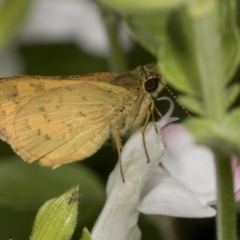 Ocybadistes walkeri (Green Grass-dart) at Higgins, ACT - 22 Dec 2021 by AlisonMilton