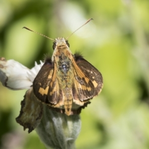 Ocybadistes walkeri at Higgins, ACT - 22 Dec 2021