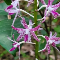 Dipodium variegatum (Blotched Hyacinth Orchid) at Ulladulla, NSW - 28 Dec 2021 by trevorpreston