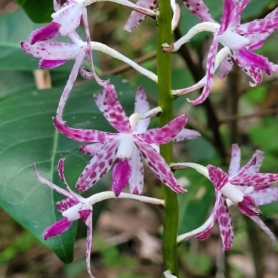 Dipodium variegatum (Blotched Hyacinth Orchid) at Ulladulla, NSW - 28 Dec 2021 by trevorpreston