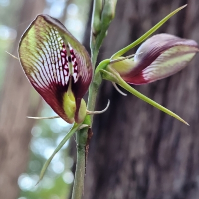Cryptostylis erecta (Bonnet Orchid) at Ulladulla, NSW - 28 Dec 2021 by tpreston