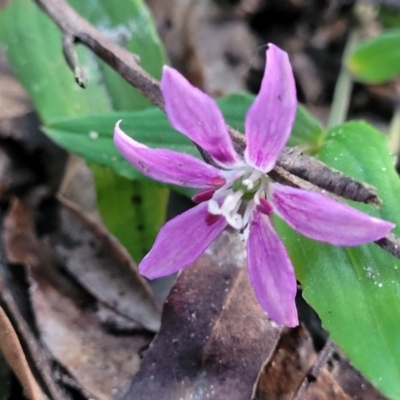 Schelhammera undulata (Lilac Lily) at Ulladulla, NSW - 28 Dec 2021 by tpreston