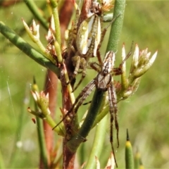 Plebs bradleyi (Enamelled spider) at Mount Clear, ACT - 27 Dec 2021 by JohnBundock