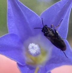 Pergidae sp. (family) (Unidentified Sawfly) at Stromlo, ACT - 22 Dec 2021 by AJB