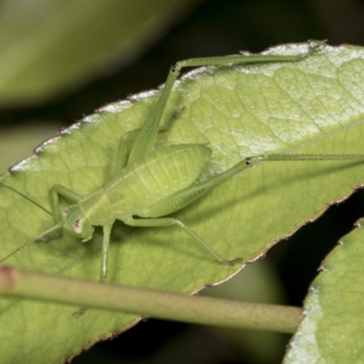 Caedicia simplex (Common Garden Katydid) at Higgins, ACT - 27 Dec 2021 by AlisonMilton