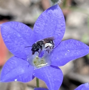 Lasioglossum (Chilalictus) sp. (genus & subgenus) at Stromlo, ACT - 22 Dec 2021 12:42 PM