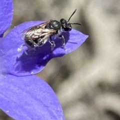 Lasioglossum (Chilalictus) sp. (genus & subgenus) at Stromlo, ACT - 22 Dec 2021 12:42 PM