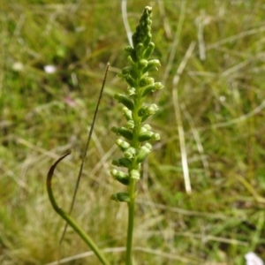 Microtis sp. at Mount Clear, ACT - 28 Dec 2021