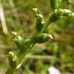 Microtis sp. at Mount Clear, ACT - 28 Dec 2021