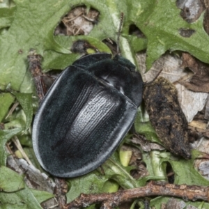 Pterohelaeus piceus at Higgins, ACT - 27 Dec 2021