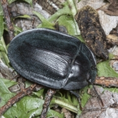 Pterohelaeus piceus at Higgins, ACT - 27 Dec 2021