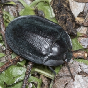 Pterohelaeus piceus at Higgins, ACT - 27 Dec 2021