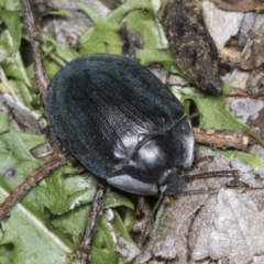 Pterohelaeus piceus at Higgins, ACT - 27 Dec 2021