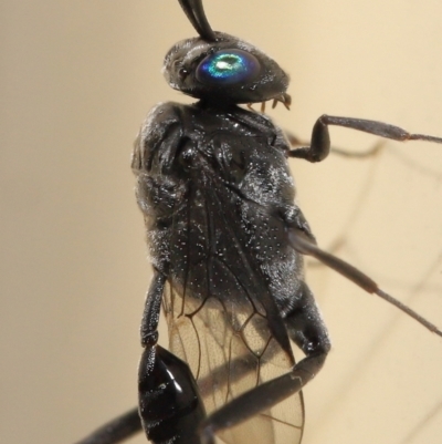 Acanthinevania sp. (genus) at Wellington Point, QLD - 21 Dec 2021 by TimL