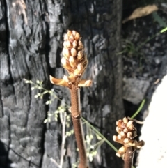 Gastrodia procera (Tall Potato Orchid) at Rendezvous Creek, ACT - 21 Dec 2021 by Tapirlord