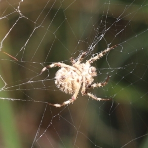 Araneidae (family) at Cook, ACT - 28 Dec 2021 01:42 PM