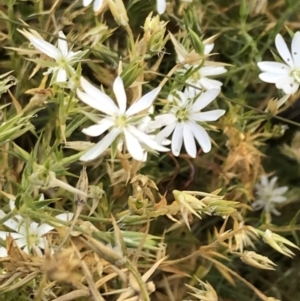 Stellaria pungens at Rendezvous Creek, ACT - 21 Dec 2021