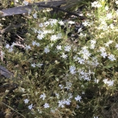 Stellaria pungens at Rendezvous Creek, ACT - 21 Dec 2021