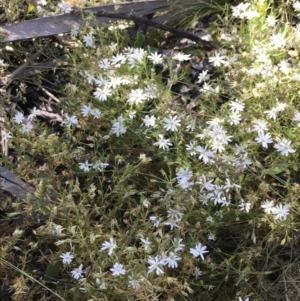 Stellaria pungens at Rendezvous Creek, ACT - 21 Dec 2021