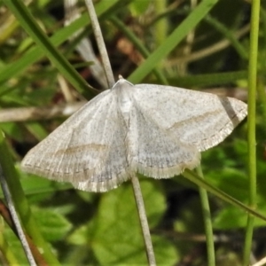 Taxeotis endela at Mount Clear, ACT - 28 Dec 2021