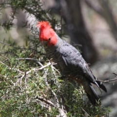 Callocephalon fimbriatum (Gang-gang Cockatoo) at Rendezvous Creek, ACT - 28 Dec 2021 by ChrisHolder