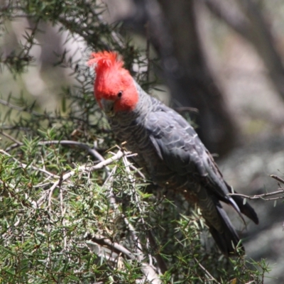 Callocephalon fimbriatum (Gang-gang Cockatoo) at Rendezvous Creek, ACT - 28 Dec 2021 by ChrisHolder