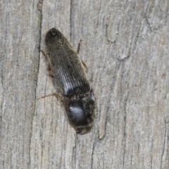 Monocrepidus sp. (genus) (Click beetle) at Higgins, ACT - 27 Dec 2021 by AlisonMilton