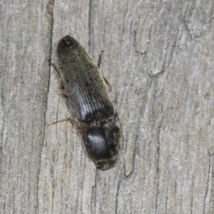 Monocrepidus sp. (genus) at Higgins, ACT - 27 Dec 2021