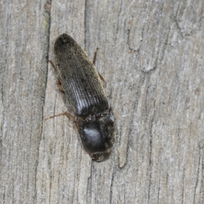 Monocrepidus (genus) (Click beetle) at Higgins, ACT - 27 Dec 2021 by AlisonMilton