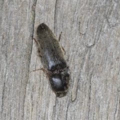 Monocrepidius (genus) at Higgins, ACT - 27 Dec 2021 03:49 PM