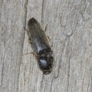 Monocrepidus sp. (genus) at Higgins, ACT - 27 Dec 2021