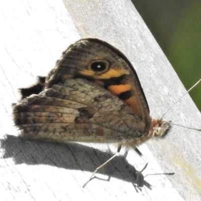 Geitoneura klugii (Marbled Xenica) at Mount Clear, ACT - 28 Dec 2021 by JohnBundock