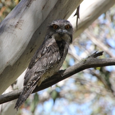 Podargus strigoides (Tawny Frogmouth) at Rendezvous Creek, ACT - 28 Dec 2021 by ChrisHolder