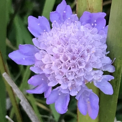 Scabiosa atropurpurea (Pincushion Plant) at Ventnor, VIC - 15 Dec 2021 by Tapirlord