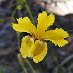 Velleia paradoxa (Spur Velleia) at Mount Clear, ACT - 28 Dec 2021 by JohnBundock