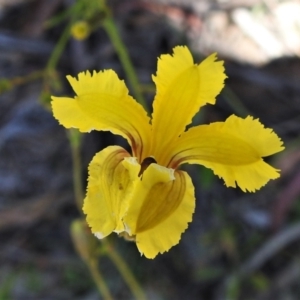 Goodenia paradoxa at Mount Clear, ACT - 28 Dec 2021 02:08 PM