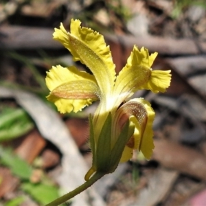 Goodenia paradoxa at Mount Clear, ACT - 28 Dec 2021 02:08 PM