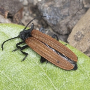 Porrostoma sp. (genus) at Higgins, ACT - 28 Dec 2021