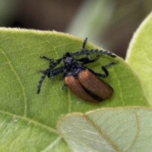 Porrostoma sp. (genus) at Higgins, ACT - 28 Dec 2021