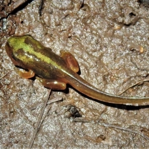 Litoria verreauxii verreauxii at Mount Clear, ACT - 28 Dec 2021