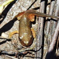 Unidentified Frog at Mount Clear, ACT - 28 Dec 2021 by JohnBundock