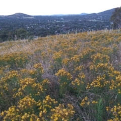 Hypericum perforatum (St John's Wort) at Urambi Hills - 28 Dec 2021 by michaelb