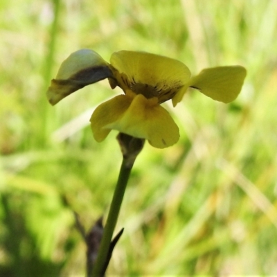 Diuris monticola (Highland Golden Moths) at Mount Clear, ACT - 28 Dec 2021 by JohnBundock