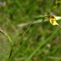 Diuris monticola at Mount Clear, ACT - 28 Dec 2021