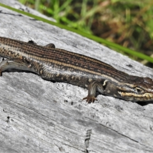 Liopholis whitii at Mount Clear, ACT - 28 Dec 2021 11:15 AM