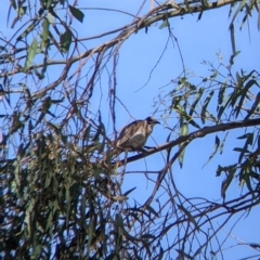 Philemon citreogularis (Little Friarbird) at Table Top, NSW - 22 Dec 2021 by Darcy