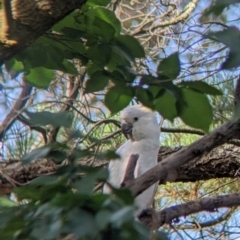 Cacatua galerita (Sulphur-crested Cockatoo) at Table Top, NSW - 22 Dec 2021 by Darcy